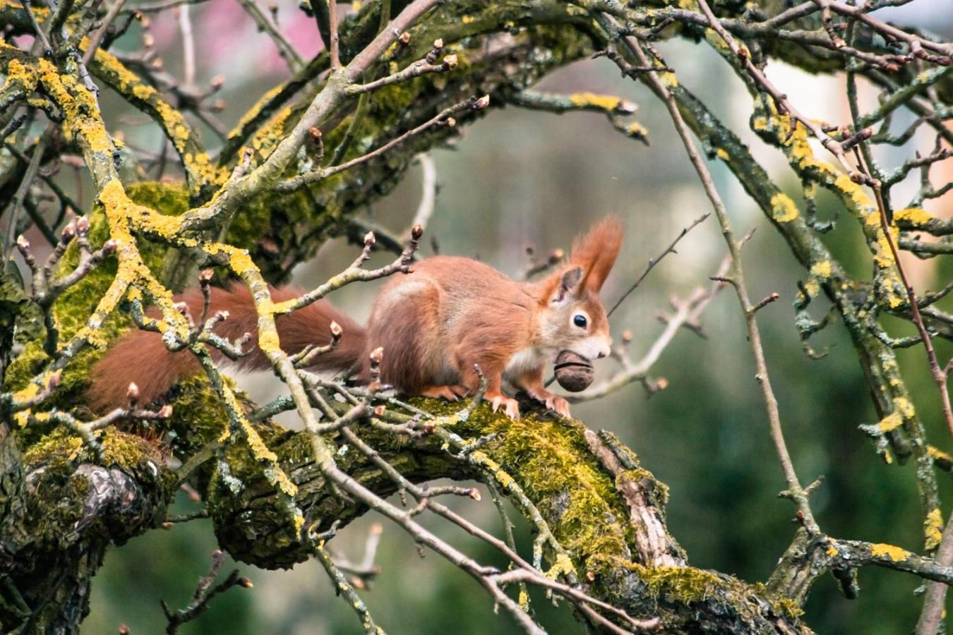 Hof Am Horn - Fewos In Der Natur Laichingen Εξωτερικό φωτογραφία